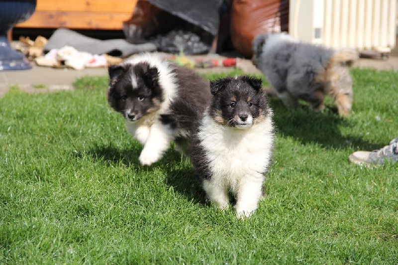 Chiot Shetland Sheepdog Crystal Blue Valley